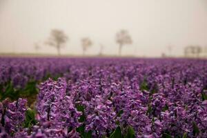 jacinto campo a Países Baixos foto