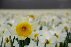 narcis flor campo a Países Baixos foto