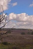 árvore dentro urze campo veluwe foto