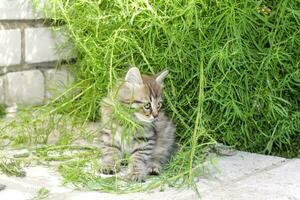 uma pequeno cinzento gatinho dentro natureza dentro a grama. retrato do uma gatinho. foto