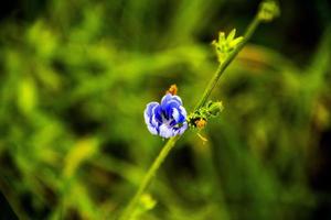 flor de pervinca azul com fundo verde
