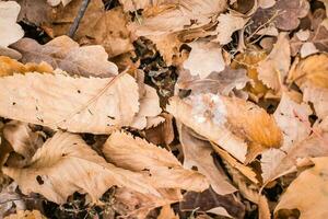 Sabonete bolha em murcha Castanho outono folhas dentro a floresta em a chão. a conceito do fragilidade e instabilidade. topo Visão foto