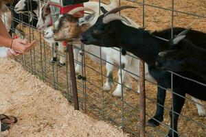 irreconhecível pessoas dando Comida para cabras atrás uma cerca foto