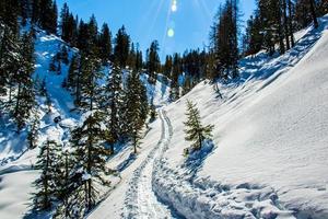 caminho na neve foto