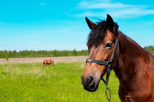 retrato de cavalo marrom no campo de grama verde no verão foto