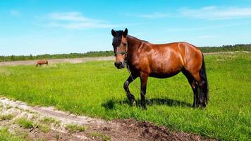retrato de cavalo marrom no campo de grama verde no verão foto