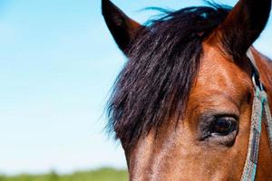 close-up de um olho de cavalo e cabeça foto