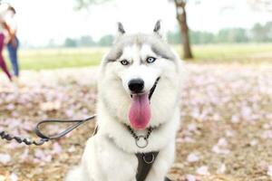 feliz siberian rouco cachorro face fechar acima em a campo e Rosa tecoma , Rosa trompete árvore , tailandês cereja Flor sakura rua dentro Primavera com azul céu foto