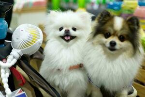 fechar acima adorável branco pomerânia cachorro olhando acima com fofa face dentro a cachorro carrinho foto