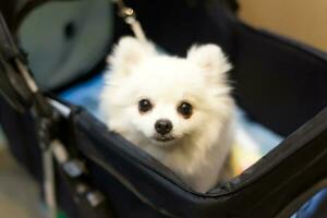 fechar acima adorável branco pomerânia cachorro olhando acima com fofa face dentro a cachorro carrinho foto