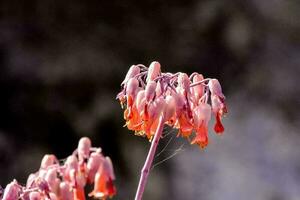 close-up de lindas flores foto