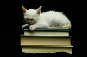 gatinho em a livros foto