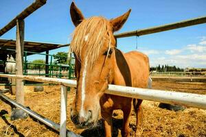 cavalo na fazenda foto