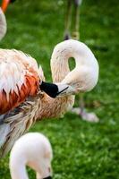 Rosa flamingos dentro a jardim zoológico foto