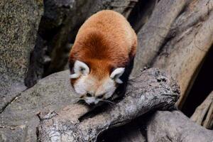 vermelho panda dentro a jardim zoológico foto