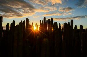 deserto plantas sobre a pôr do sol foto