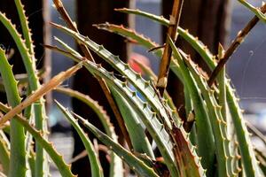 aloe vera close-up foto