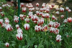 uma campo cheio do vermelho branco tulipas foto