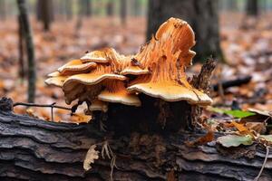 Tinder fungo, Além disso conhecido Como cavalo casco fungo, cresce em velho árvores generativo ai foto