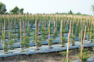 linhas do Pimenta legumes crescendo dentro agrícola plantação. agricultura. terras agrícolas panorama. seletivo foco foto