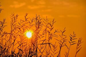 pacífico natureza manhã cenário névoa outono fundo. verão crepúsculo campo manhã Primavera foto