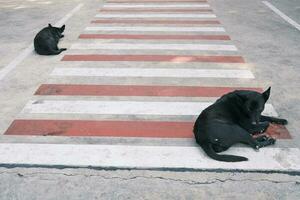 Preto cachorro e zebra cruzando foto