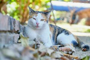 gato em seco folhas dentro outono foto