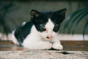 jovem gato em de madeira mesa foto