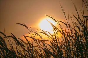 pacífico natureza manhã cenário névoa outono fundo. verão crepúsculo campo manhã Primavera foto