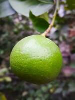 verde limão suspensão em uma árvore. fechar-se do fresco verde Lima dentro borrado jardim fundo. fresco verde limão árvore. foto