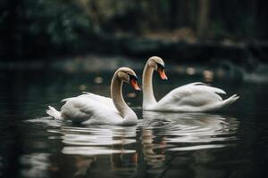 branco par do cisnes dentro amor em a água generativo ai foto