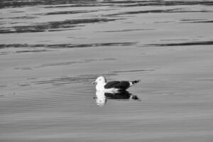 gaivota natação em a fiorde, Preto e branco. a mar pássaro é refletido dentro a água foto
