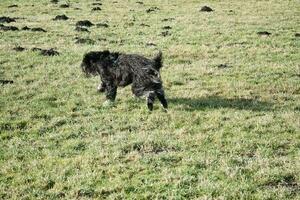 Preto goldendoddle corrida dentro uma Prado enquanto jogando. fofo grandes Preto casaco. foto