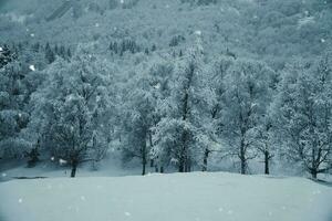 inverno panorama dentro Escandinávia. com neve coberto árvores em uma montanha. panorama foto