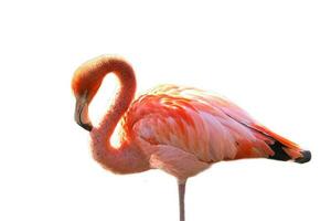 flamingo, isolado, separado, para editar. Rosa vermelho pássaro. elegante plumagem. tropical pássaro foto