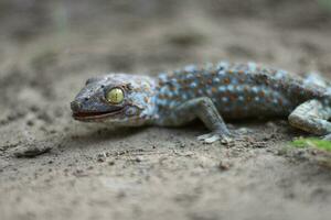 tokay lagartixa caminhando em terra em borrado fundo. foto