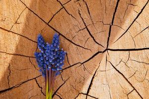 buquê de flores de lavanda em fundo de madeira foto