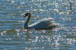 lindo cisne flutua no lago foto