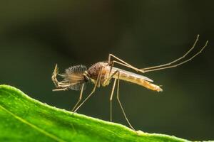 macro quironomida anão foto