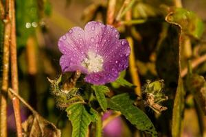 campo de verão de flores macro em gotas de close-up foto