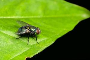 inseto mosca macro foto