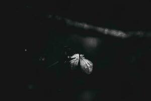 uma murcha delicado flor dentro a jardim em uma frio gelado dia durante queda branco neve foto