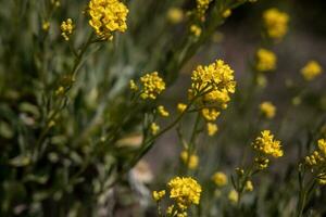 amarelo pequeno flores dentro uma natural meio Ambiente dentro a jardim em uma caloroso Primavera dia dentro fechar-se foto