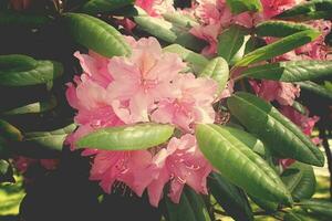 vermelho rododendro dentro a verão caloroso Sol dentro uma verde jardim foto