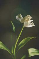 branco Primavera tulipa flor com verde folhas em Sombrio fundo foto