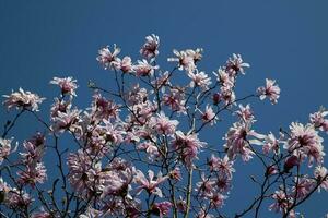 delicado Primavera magnólia flor em uma árvore ramo em uma fundo do azul céu foto