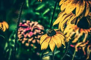 amarelo flores dentro a jardim dentro a caloroso verão sol, foto