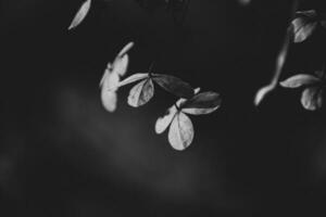 delicado esquecido Castanho flores dentro uma Sombrio outono jardim foto