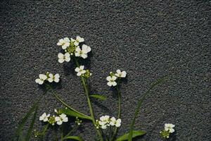 pequeno delicado encantador branco flores em uma cinzento interessante fundo em uma verão dia foto