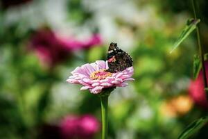 verão flor dentro a jardim dentro a caloroso Sol com uma borboleta em uma fundo do verde folhas foto